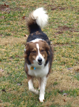 Our Dogs | White Oak English Shepherds