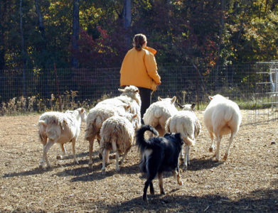 Kira Herding | White Oak English Shepherds
