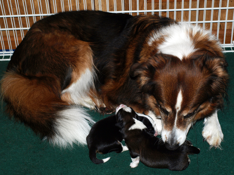 Grandma Holly with 2 day old pups
