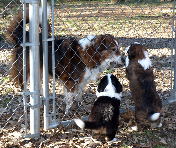 Talking through the fence to Holly 