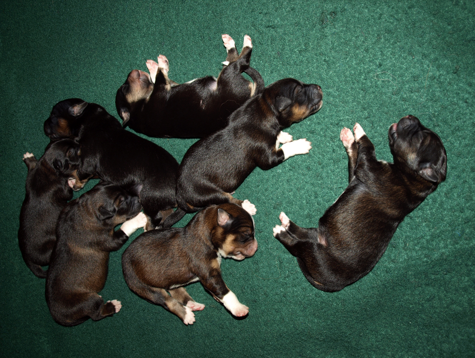 Another shot of the litter at 2 days