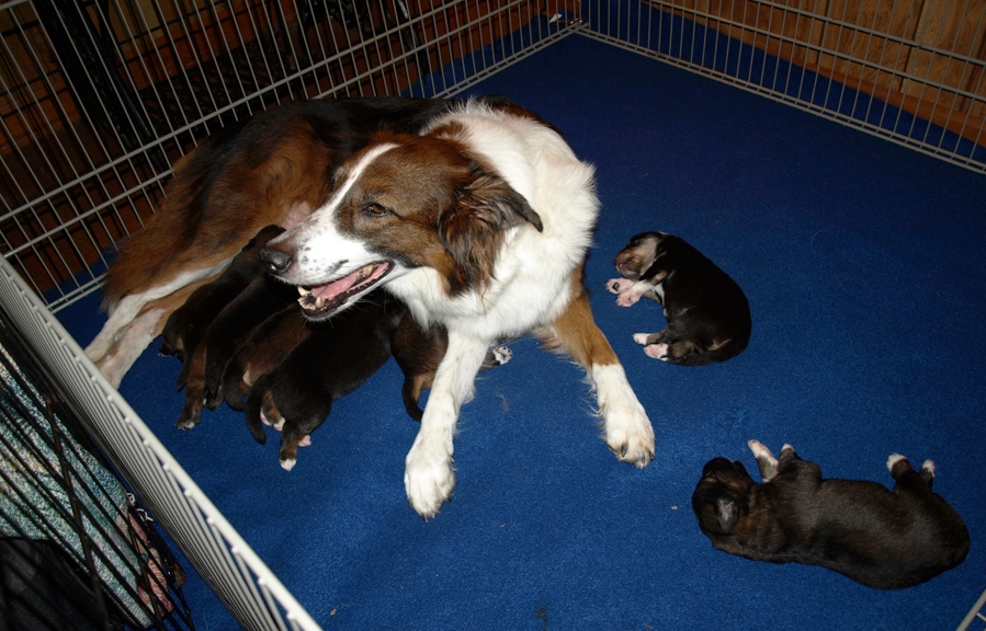 Roper with 2 week old litter