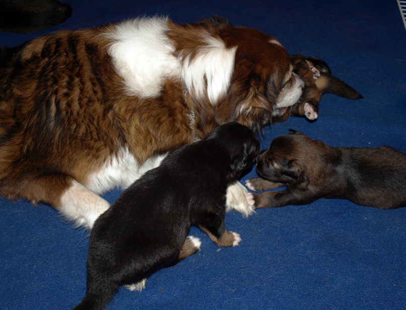 Holly taking care of her grandpups 3 weeks