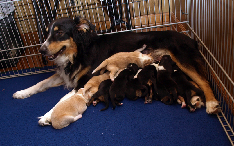 Asia & her 6 day old puppies