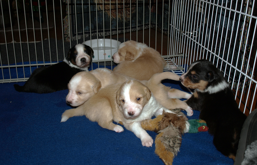 Back to front: Jackson, Monk, Somer, Sukey and Reed - 3 weeks old