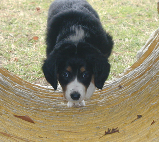 Ella 6 wks tunnel