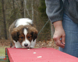 Holly 6wks dogwalk