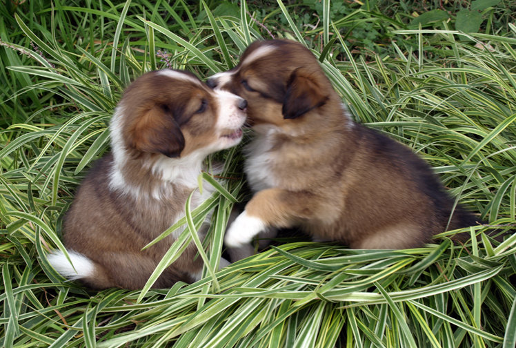 Clark & Kelsy 6 weeks old