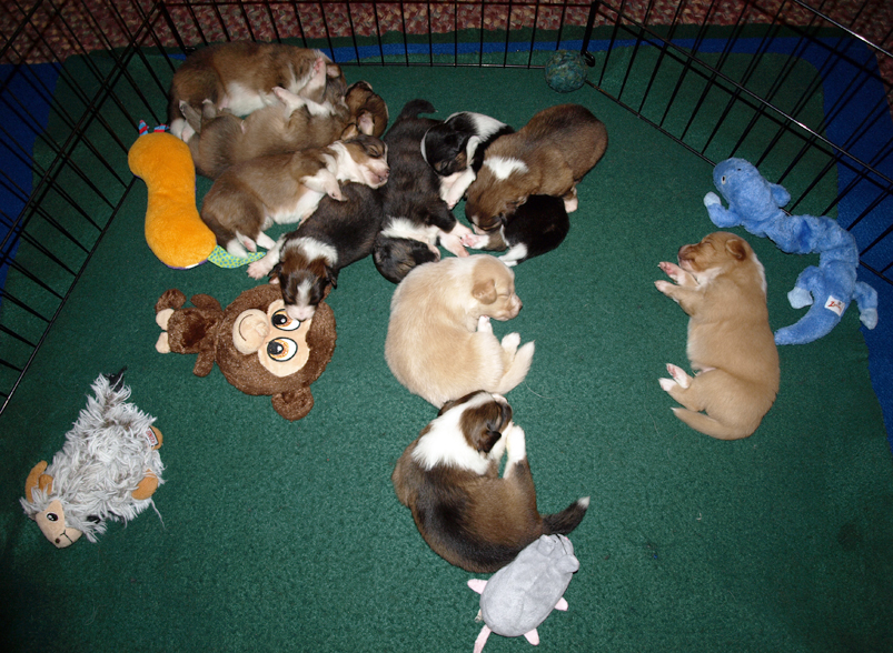3 weeks old - the Z litter!