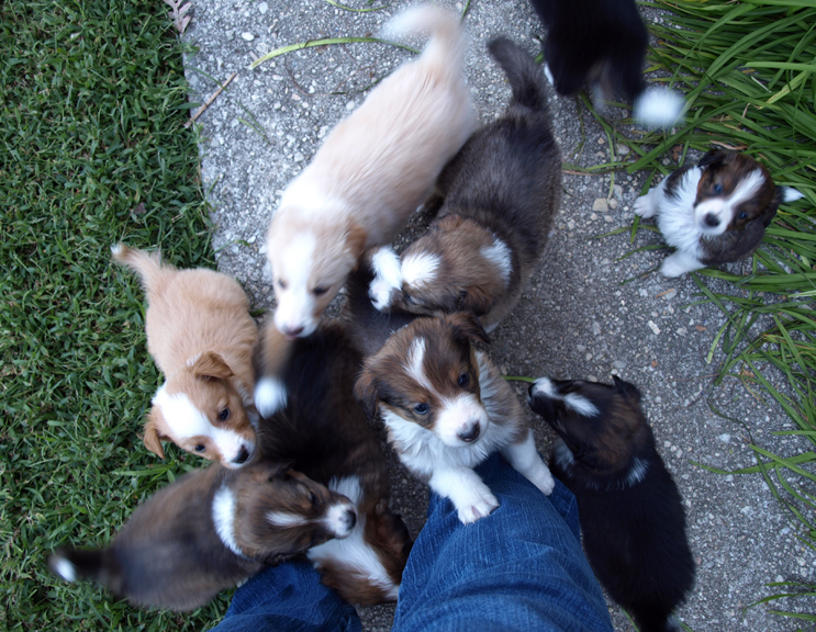 The view as I am wading through the puppies! 5 weeks old