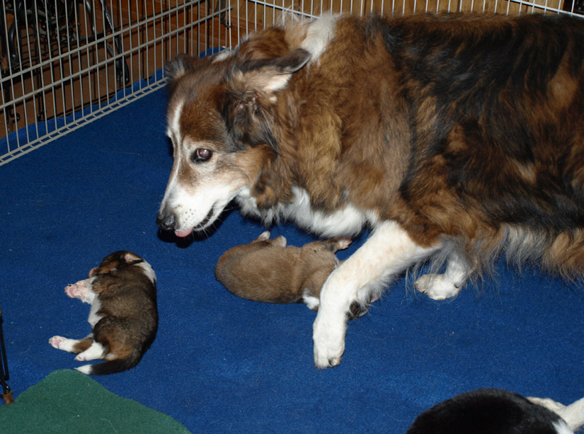Nana Holly checking out the puppies - 3 weeks old