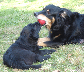 Kira & Jack 6 wks