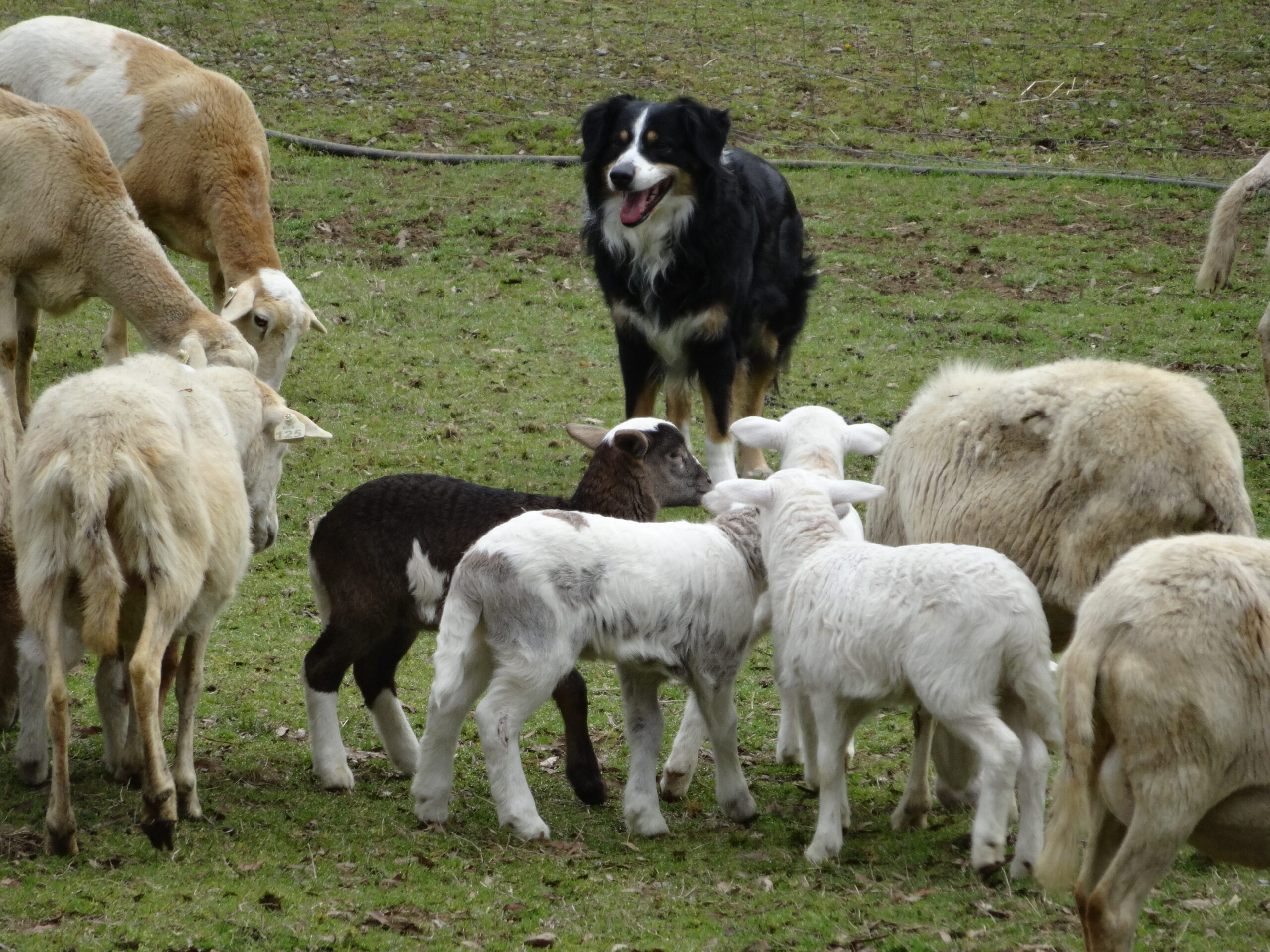 Logan with ewes and lambs2 March 2020