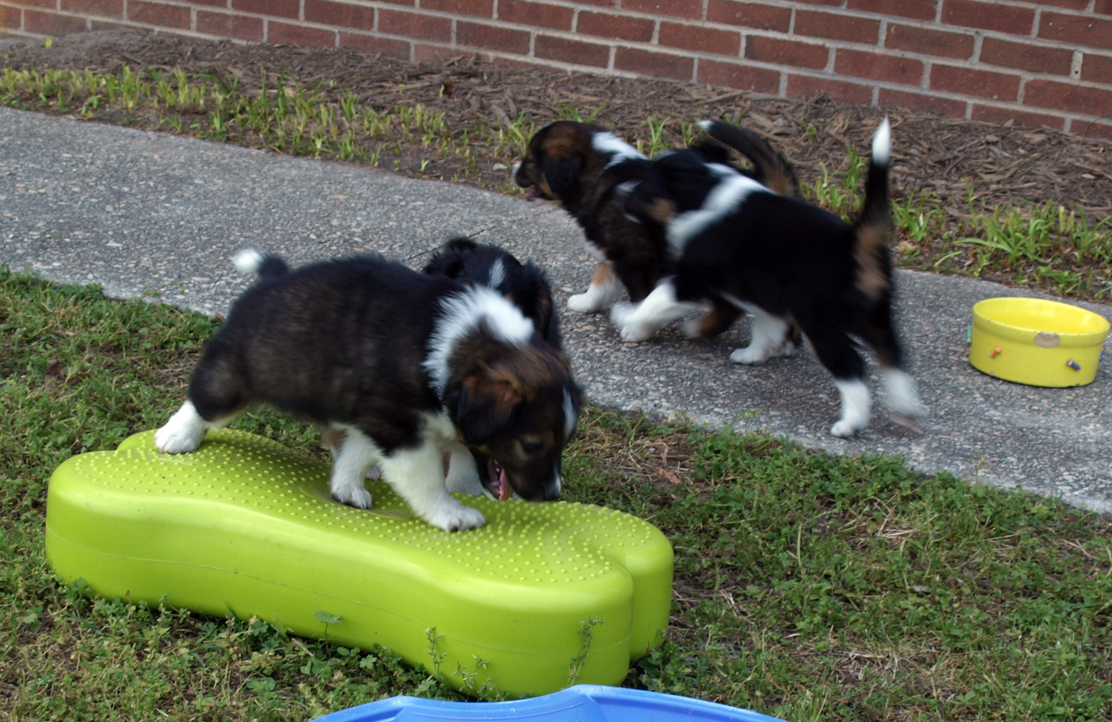 OLYMPUS DIGITAL CAMERA 6 weeks old