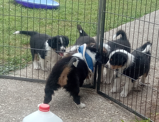 Beth & pups 7 wks Beth wearing the cone & playing through the fence.
