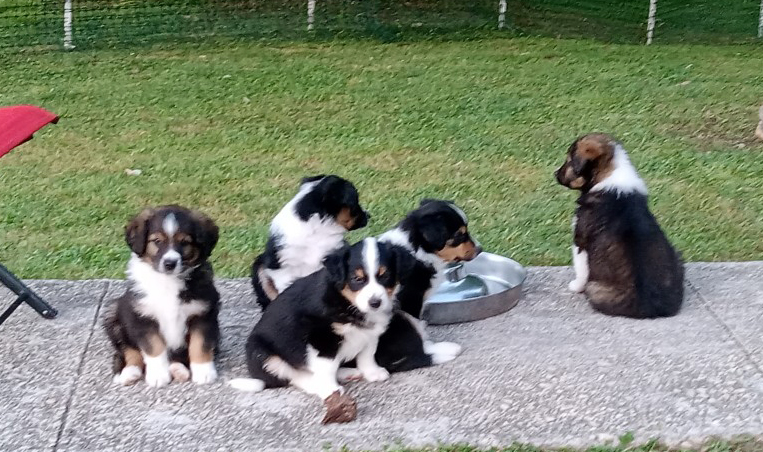 Bryson Brandy Besse Billie Bear 7 wks Bryson, Brandy, Besse, Billie and Bear at 7 wks